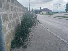 Schulweg Volkschule Kleinhöflein - Gehsteig wächst zu