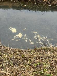 Tote Hühner im Bach