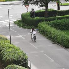 Gefährliche Situation wg.Sichtbehinderung von Strauch bei Ampel