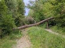 Innradweg / Weg durch Baum verlegt