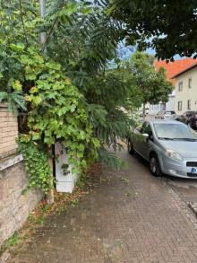 Gehweg zugewachsen Nibelungenstraße Odenheim