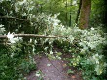 Baum nahe Grillhütte Ö. umgefallen 