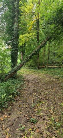 Umgestürzter Baum sehr gefährlich 