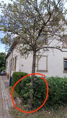 Absterben der Baum