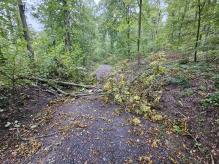 Baum über Waldweg