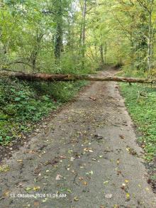 Umgestürzter Baum liegt quer über dem Weg