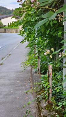 Baumäste und Sträucher im Gehsteig