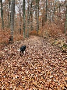 Altholz im Wald Richtung Steißlingen