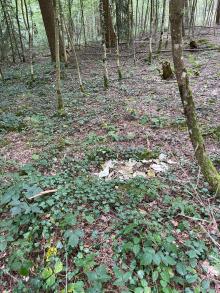 Fliesen in den Wald geworfen