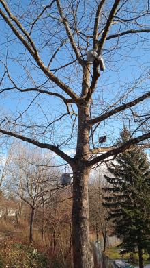 Müllsäcke auf Baum