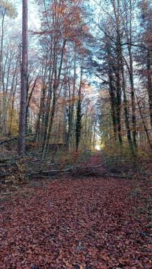 Baum auf Waldweg