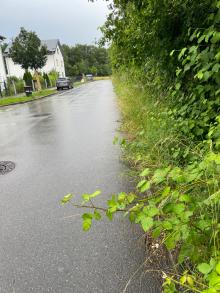 Hecke wächst in Straße