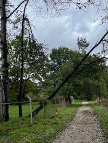 Baum umgestürzt