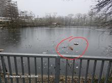 Rettungsring im Wasser vom Ziegeleiweiher