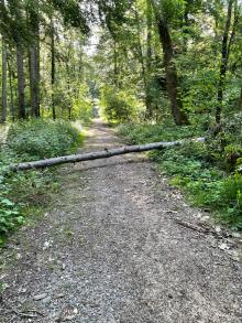 Baum über Weg liegend