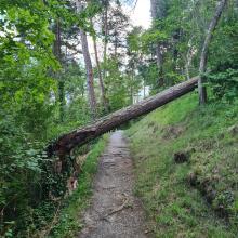 Baum über Wanderweg