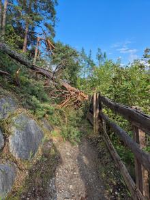 Baum über Weg