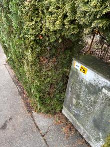 Fehlender Rückschnitt, Thuja Hecke wächst weit in öffentlichen Raum