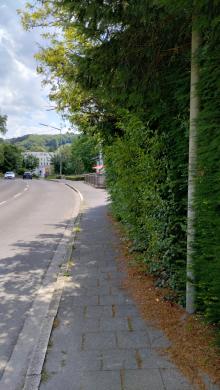 Sträucher ragen in Gehweg 